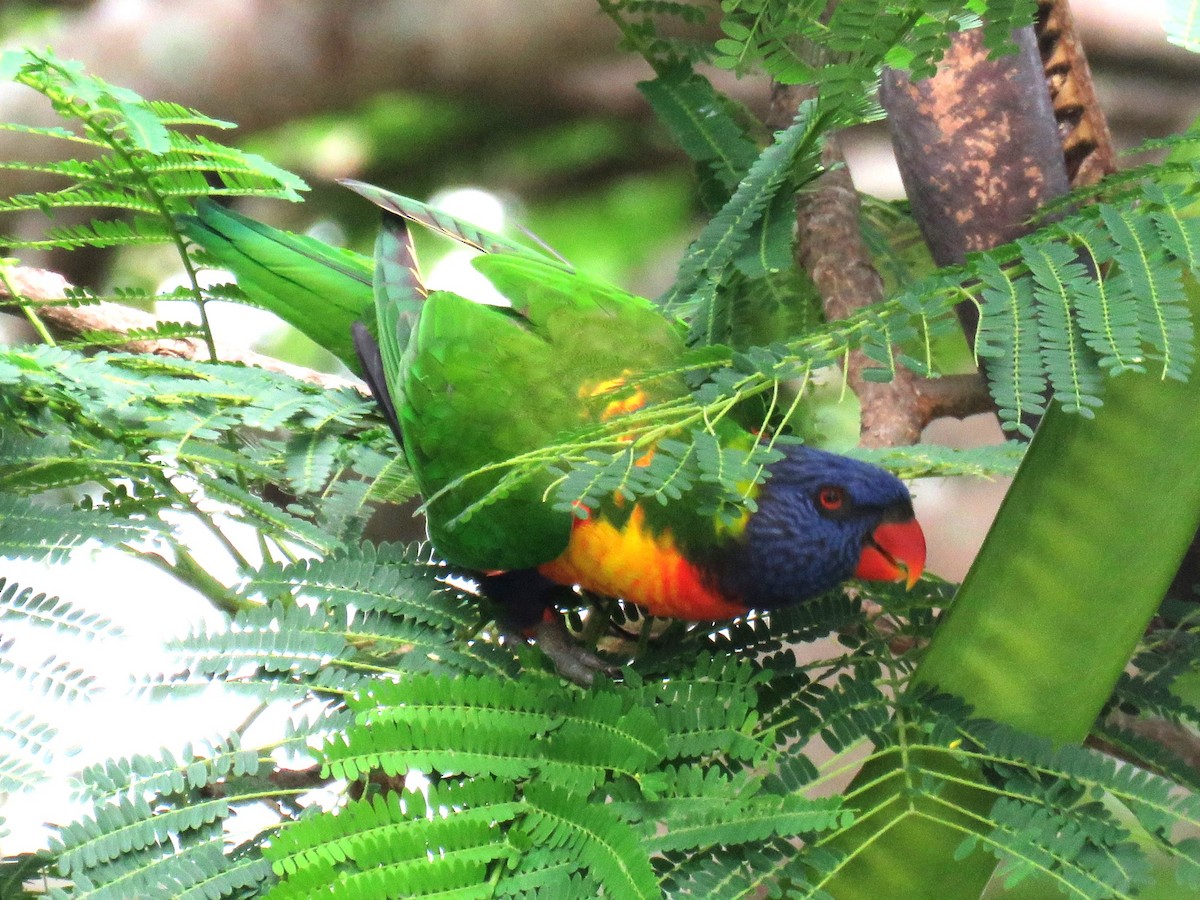 Rainbow Lorikeet - Michel Turcot