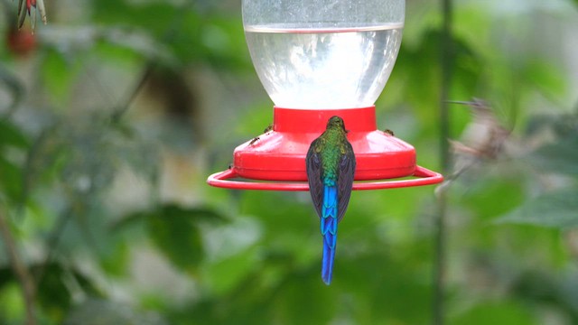 Buff-tailed Coronet - ML614627153