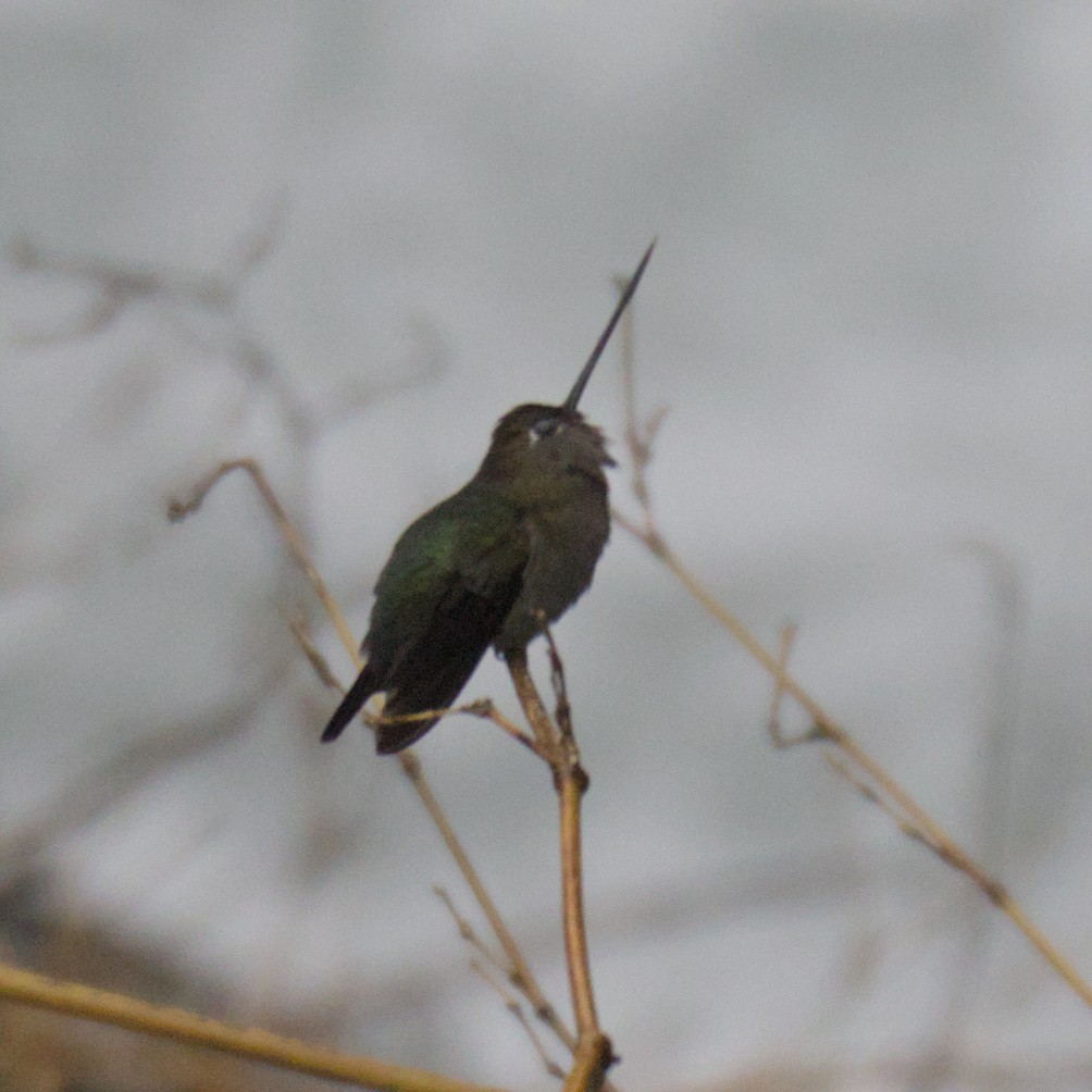 kolibřík zelenočelý - ML614627170