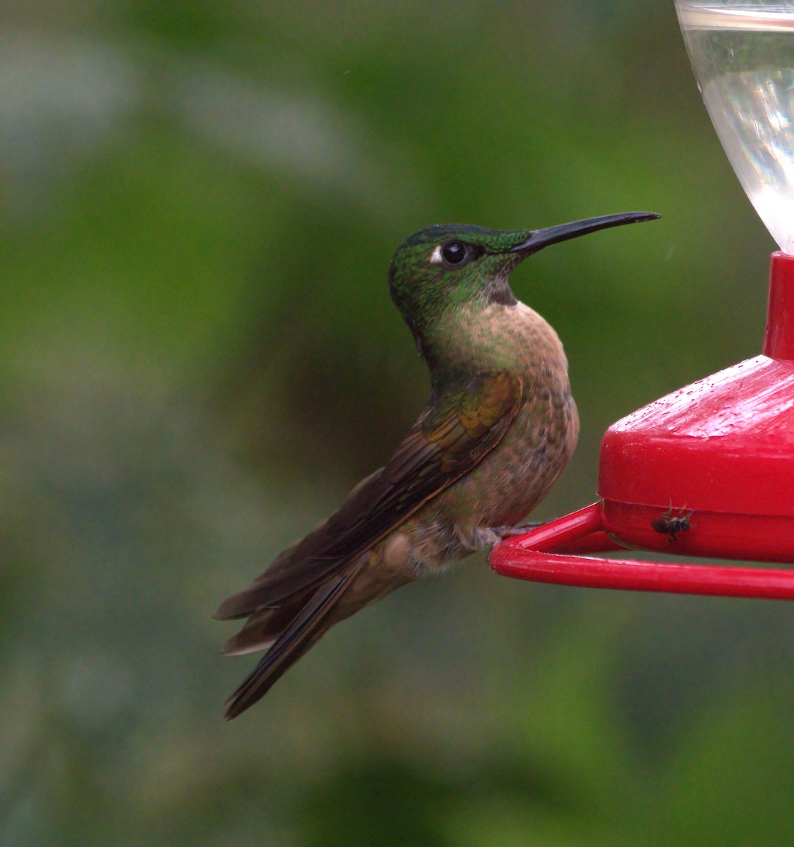 Fawn-breasted Brilliant - ML614627172