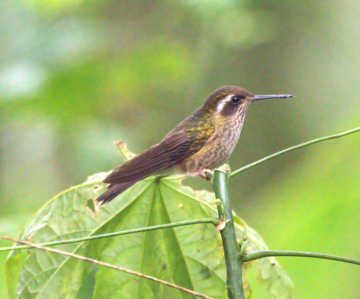 Speckled Hummingbird - Sue Riffe