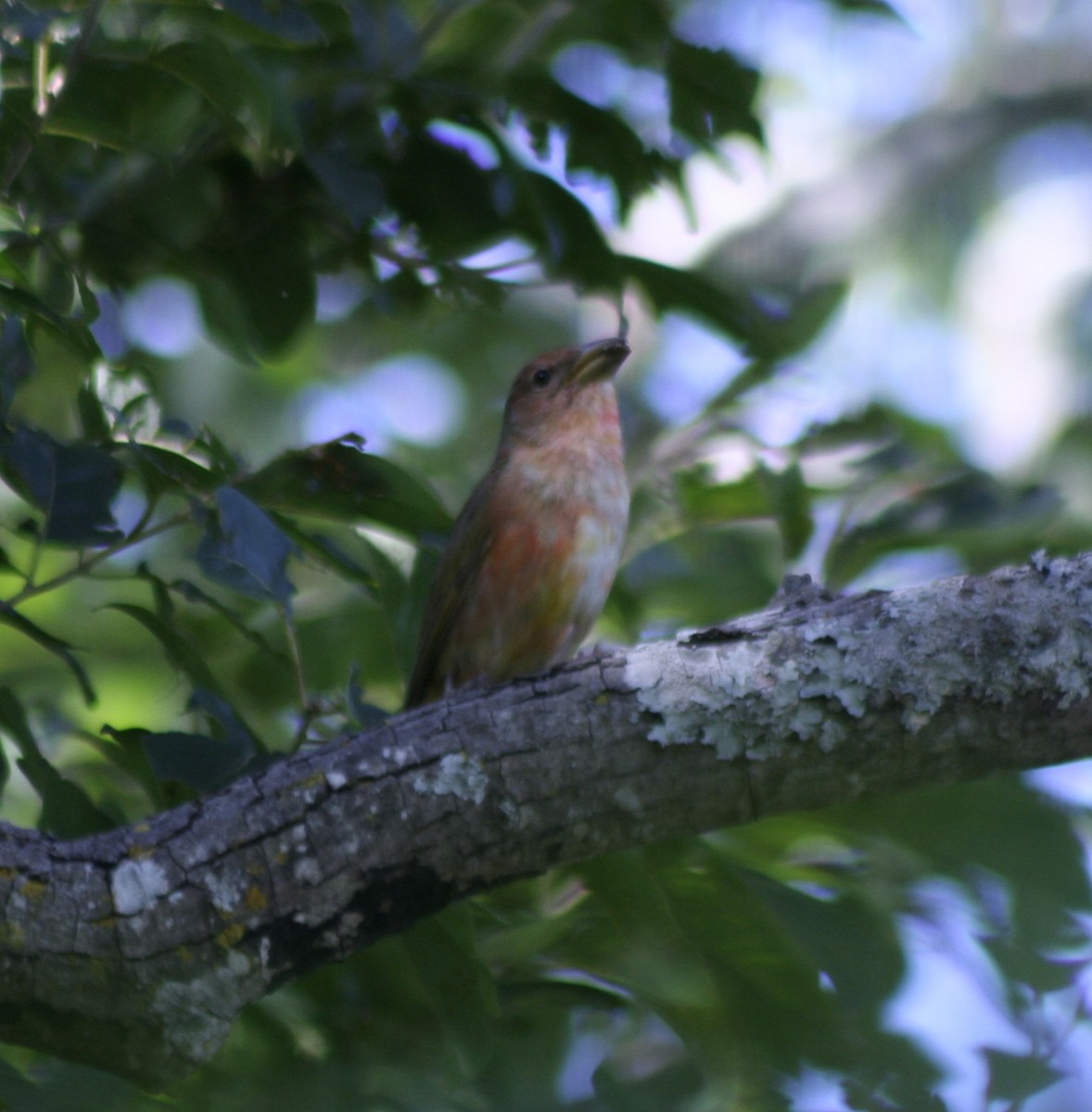 Summer Tanager - ML61462721