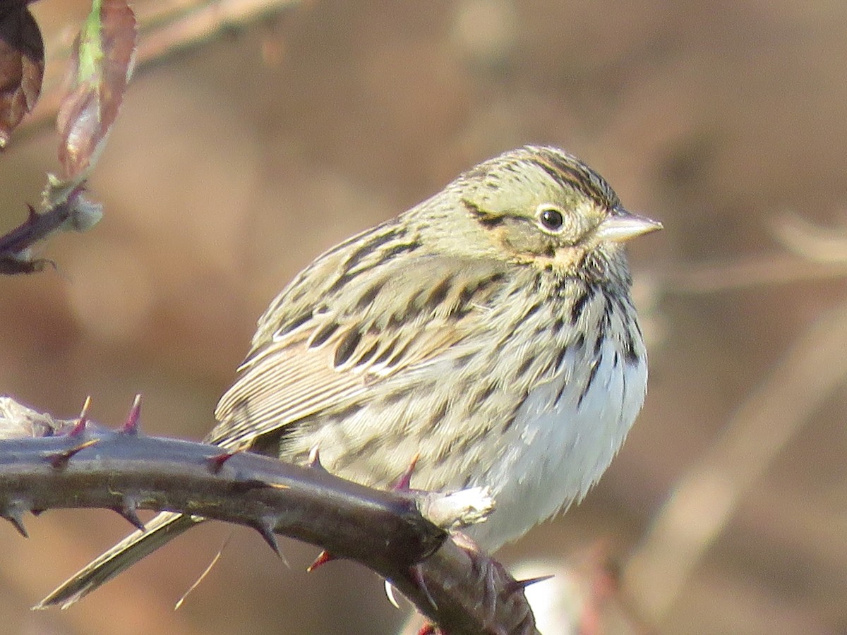 Lincoln's Sparrow - ML614627296