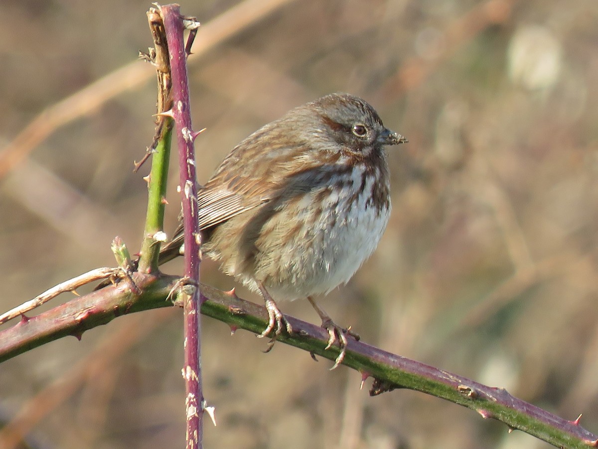 Song Sparrow - ML614627304