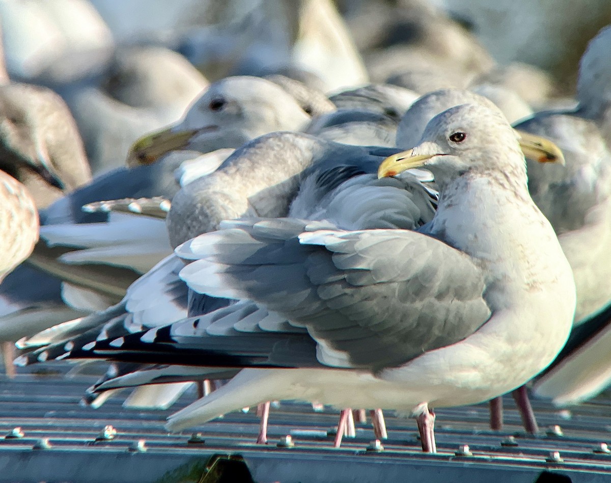 Iceland Gull (Thayer's) - ML614627312