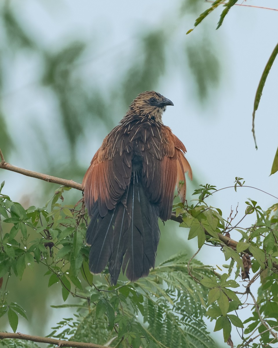 Lesser Coucal - ML614627320