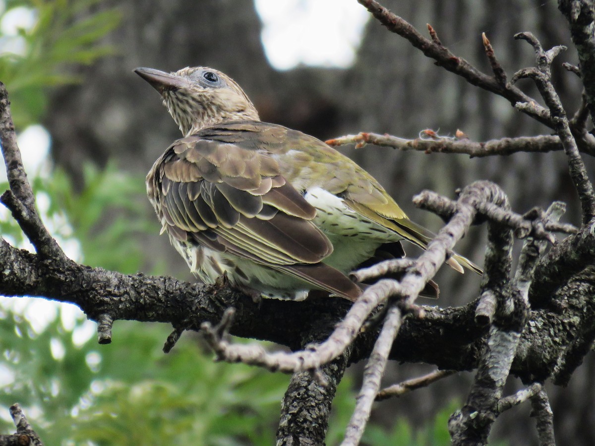 Australasian Figbird - Michel Turcot