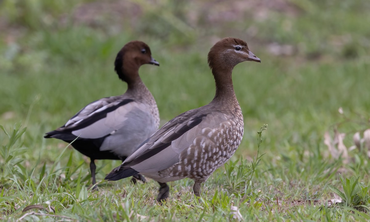 Maned Duck - ML614627383