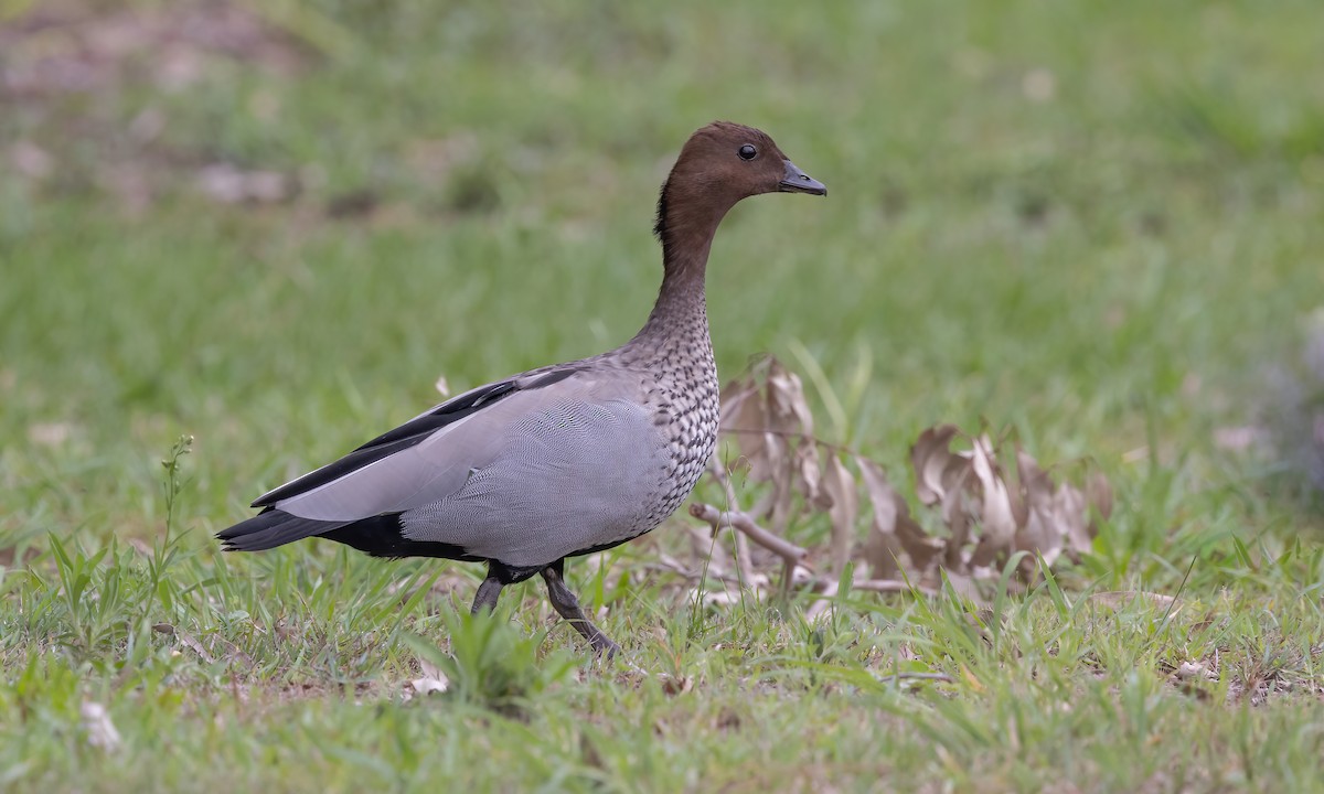 Maned Duck - ML614627384