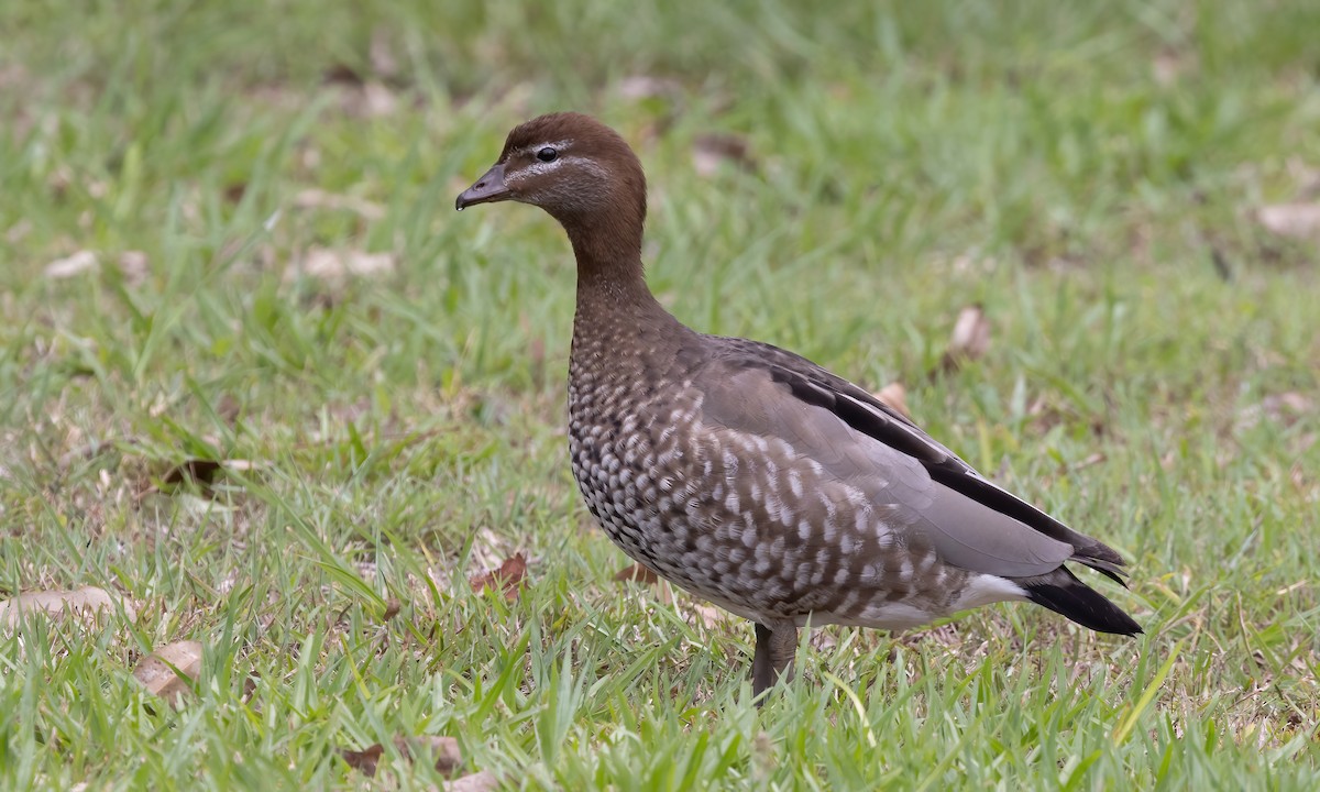 Maned Duck - ML614627385