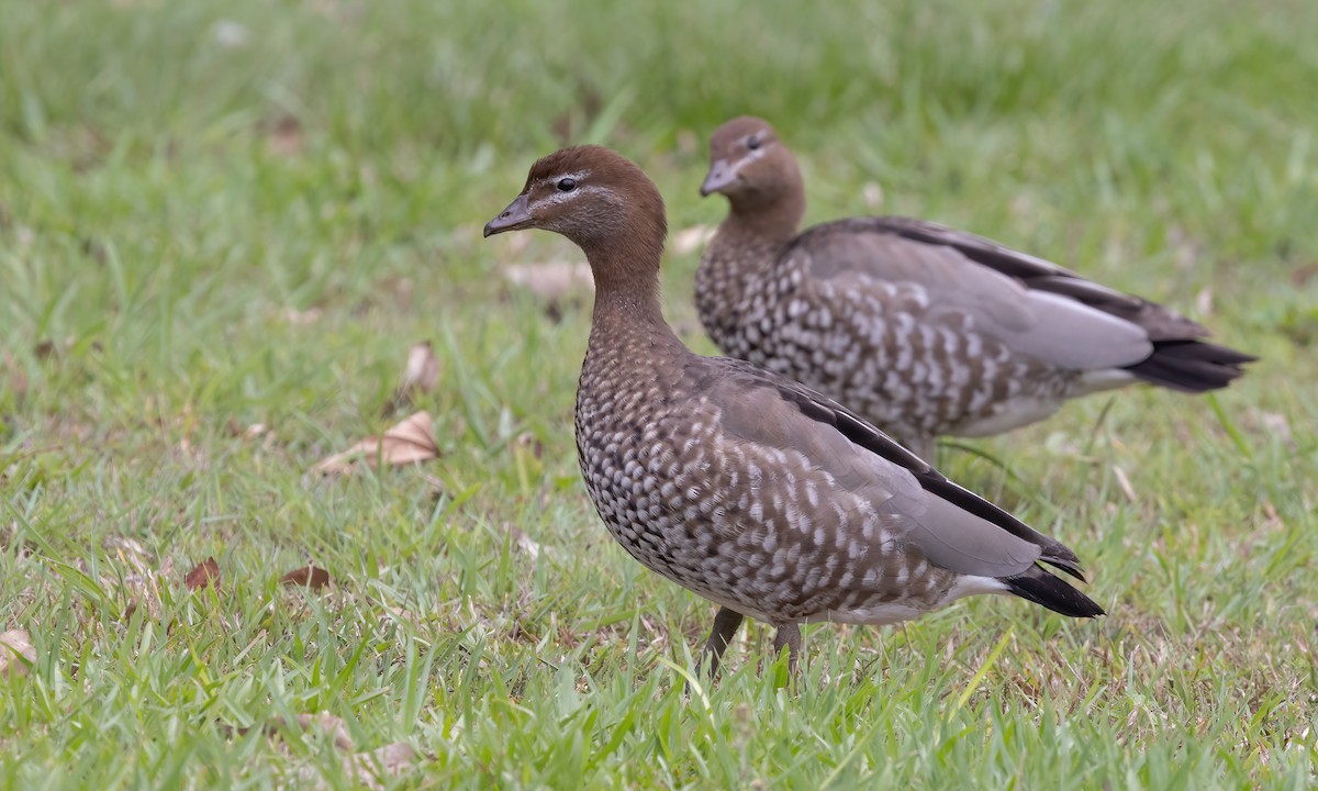 Canard à crinière - ML614627386