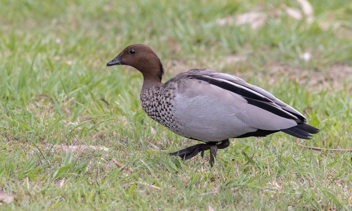 Maned Duck - Paul Fenwick