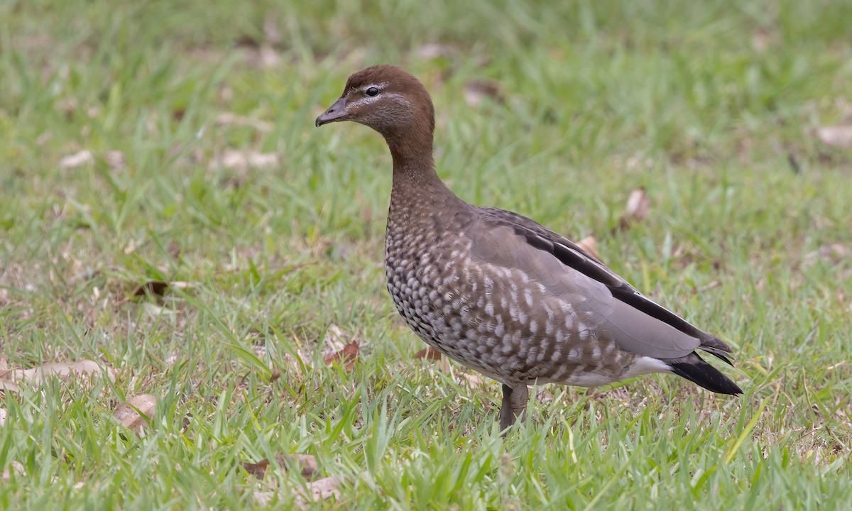 Canard à crinière - ML614627388