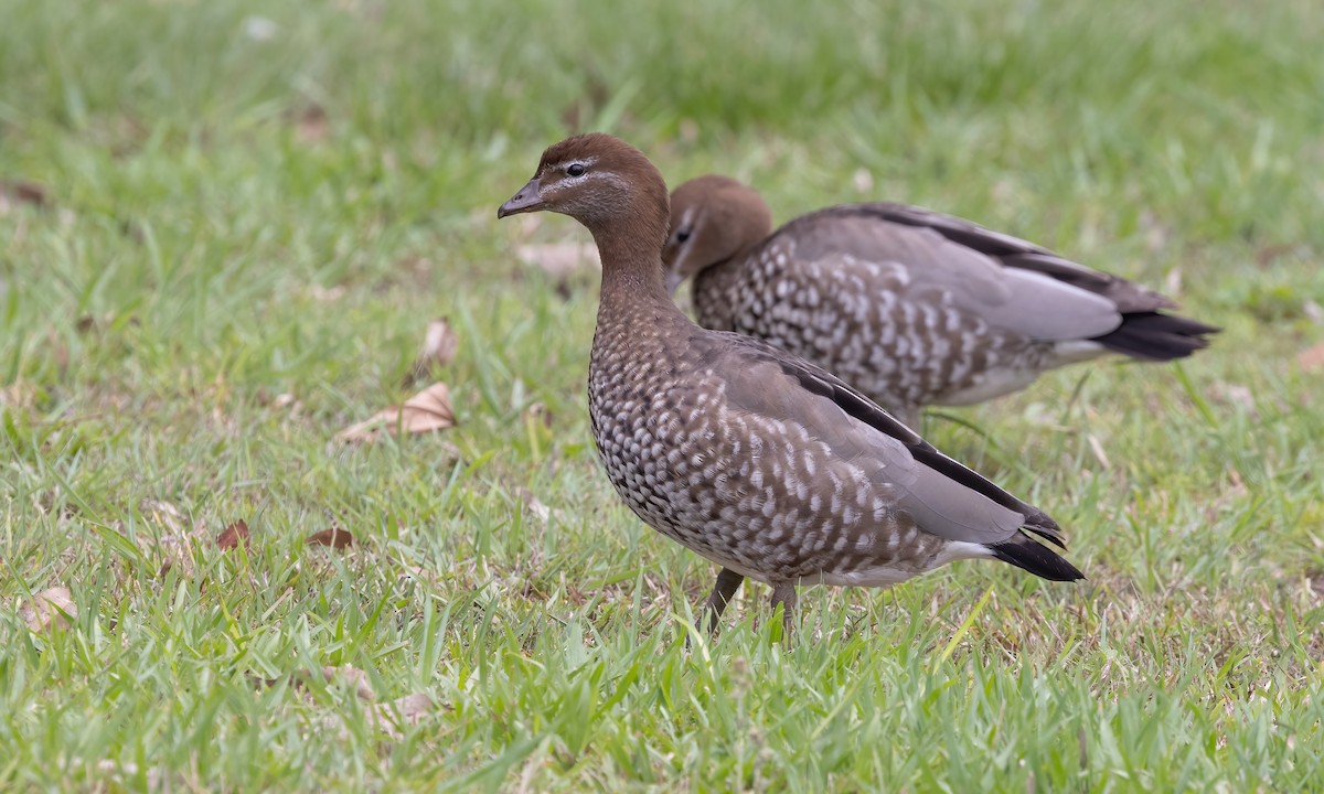 Canard à crinière - ML614627390