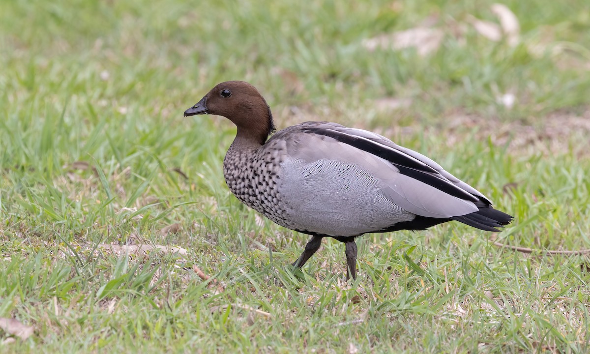 Canard à crinière - ML614627391