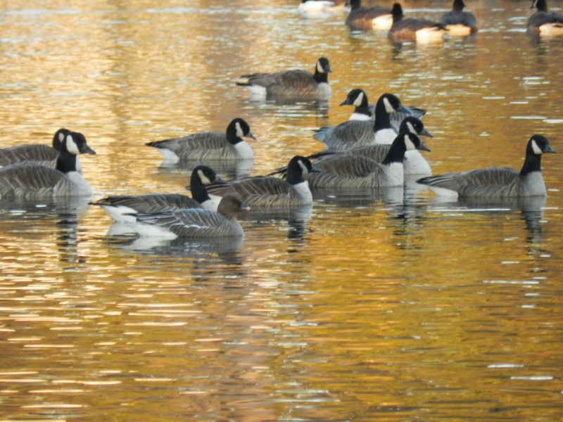 Pink-footed Goose - ML614627392