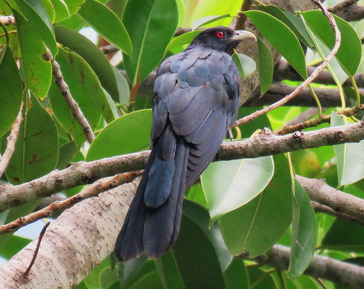 Pacific Koel - Michel Turcot