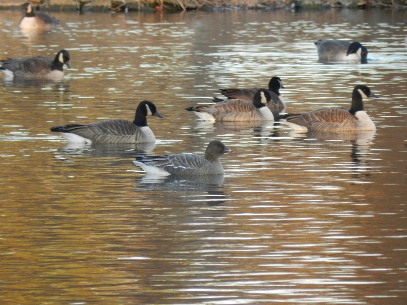 Pink-footed Goose - Bill Etter