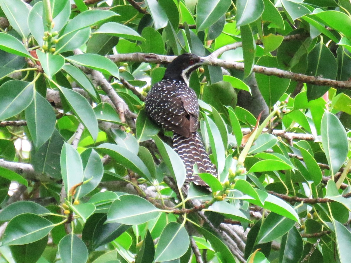 Pacific Koel - Michel Turcot