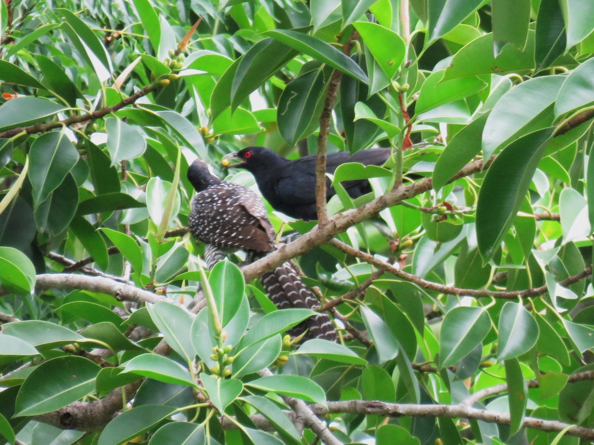 Pacific Koel - Michel Turcot