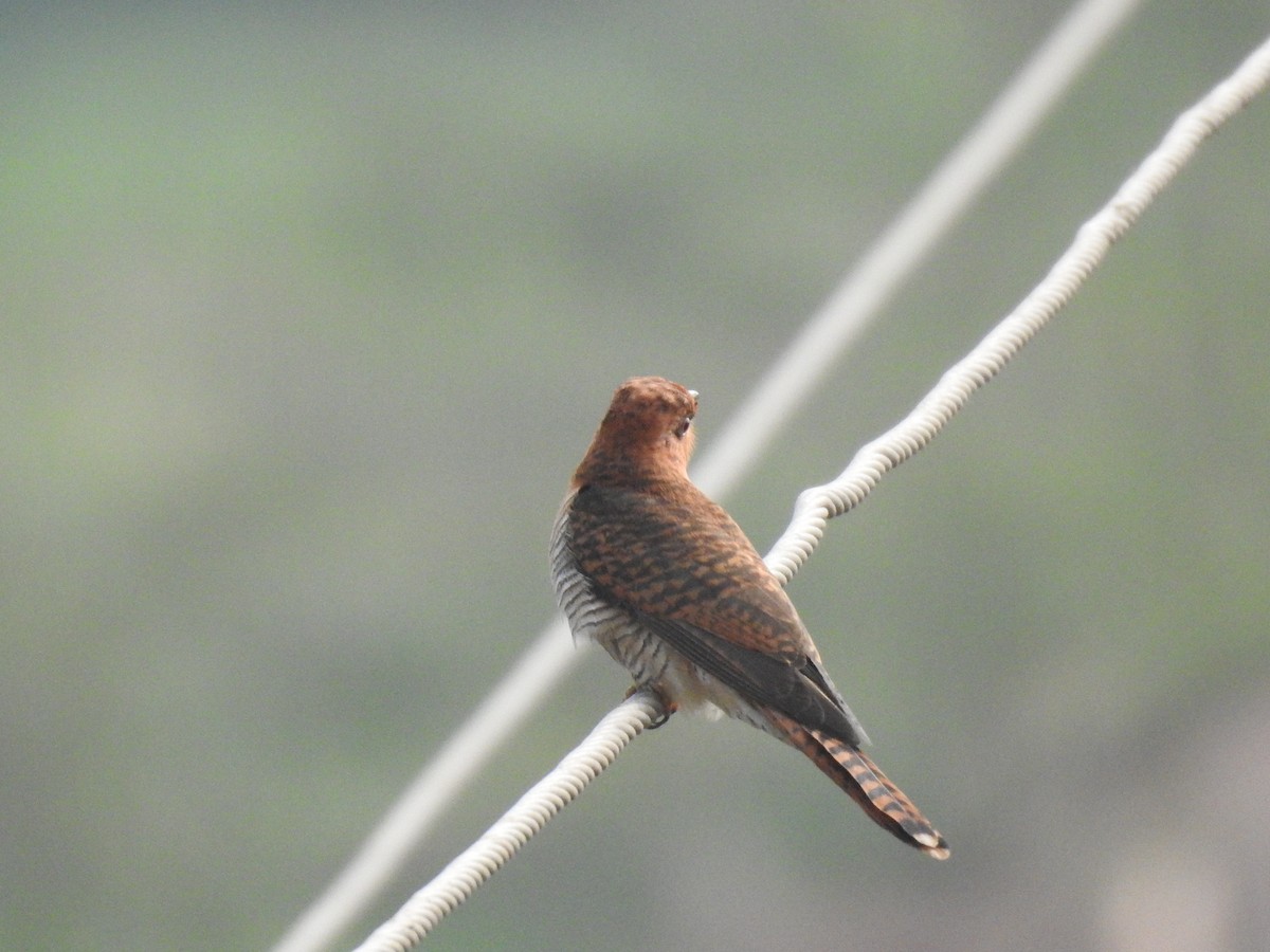 Gray-bellied Cuckoo - ML614627440