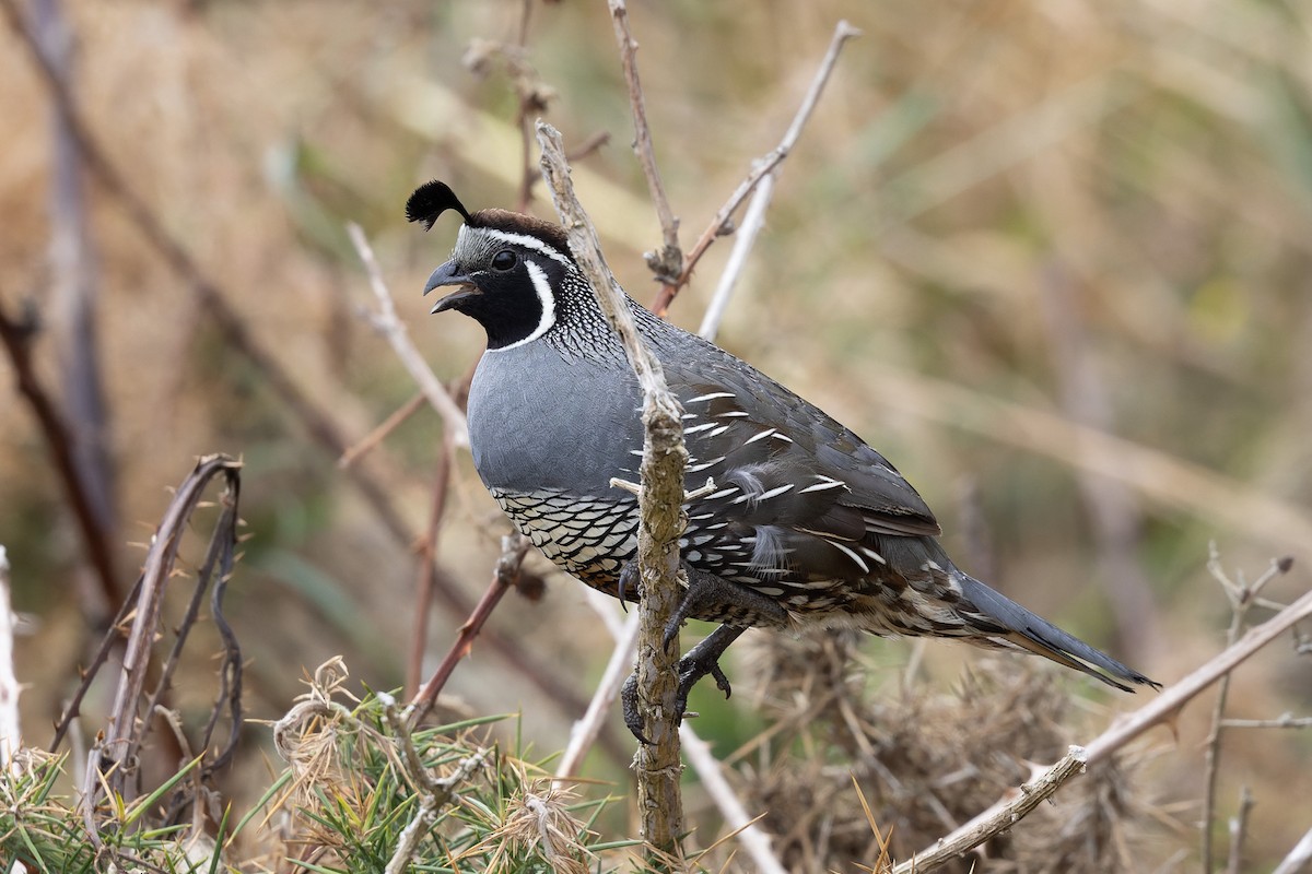 California Quail - ML614627454