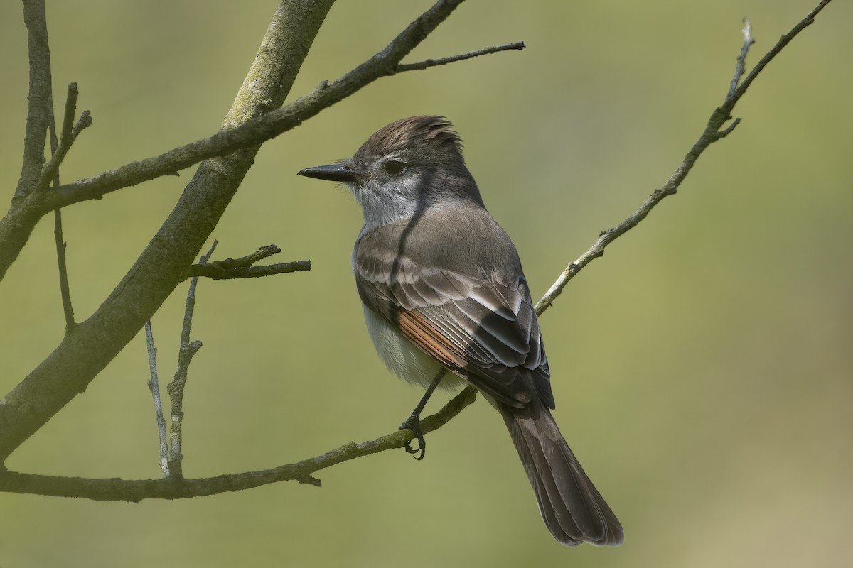 Ash-throated Flycatcher - ML614627507