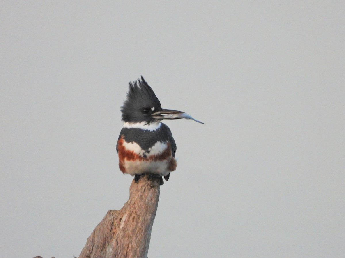 Belted Kingfisher - ML614627528