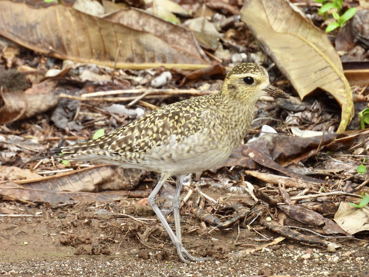 Chorlito Dorado Siberiano - ML614627541