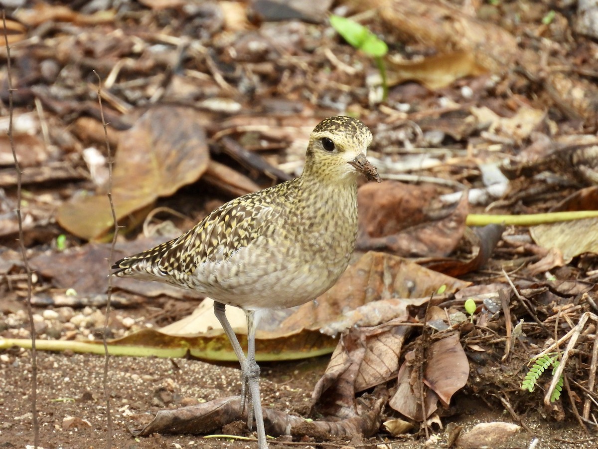 Chorlito Dorado Siberiano - ML614627543