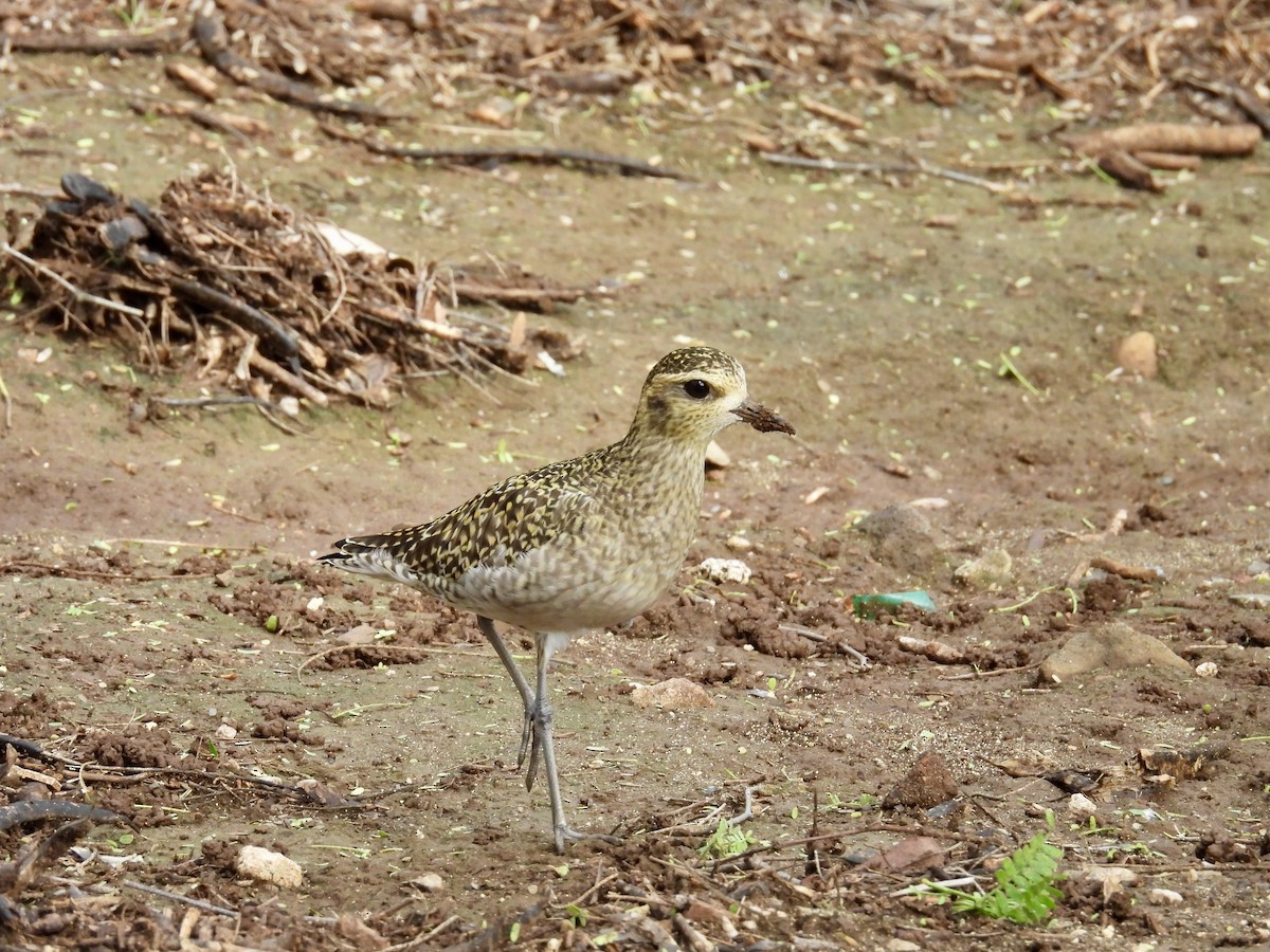 Chorlito Dorado Siberiano - ML614627546