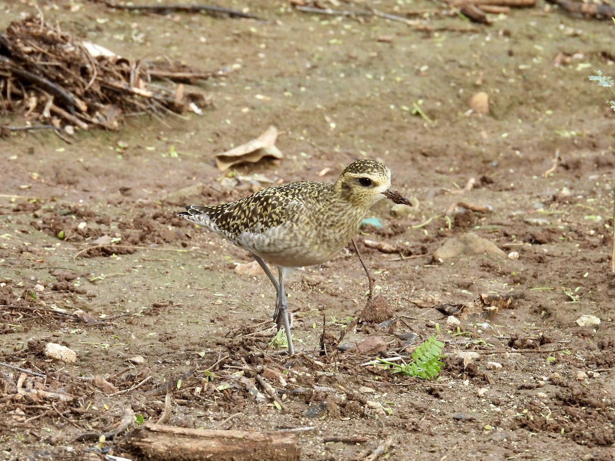 Chorlito Dorado Siberiano - ML614627555