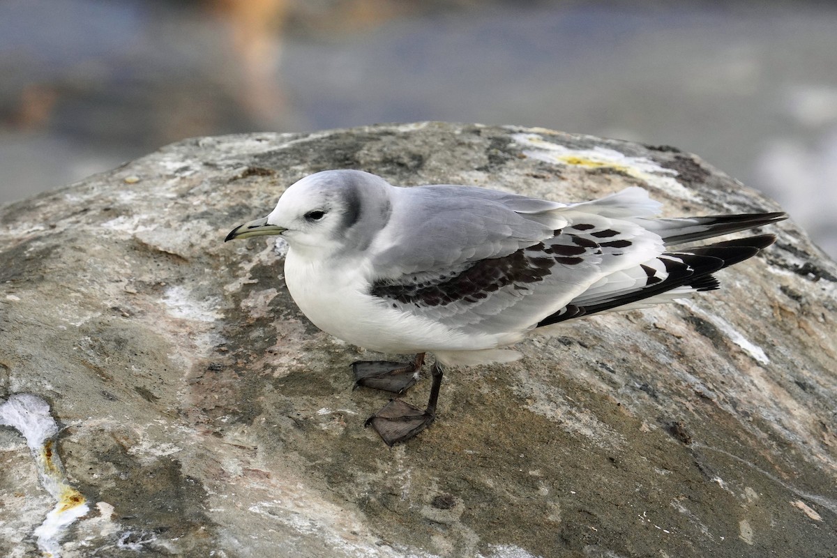Mouette tridactyle - ML614627589