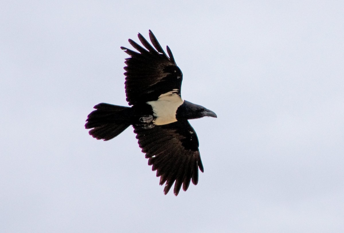 Pied Crow - ML614627628