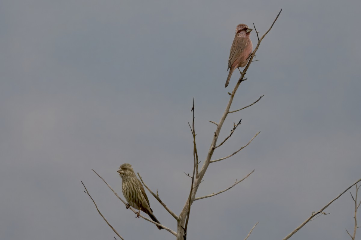 Blyth's Rosefinch - Amrish  Bidaye