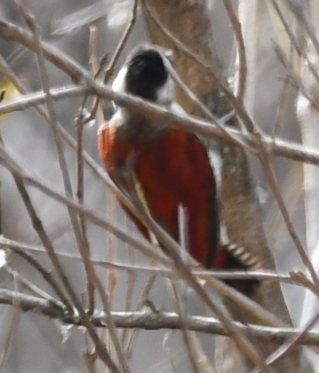 Scarlet-backed Woodpecker - ML614627641