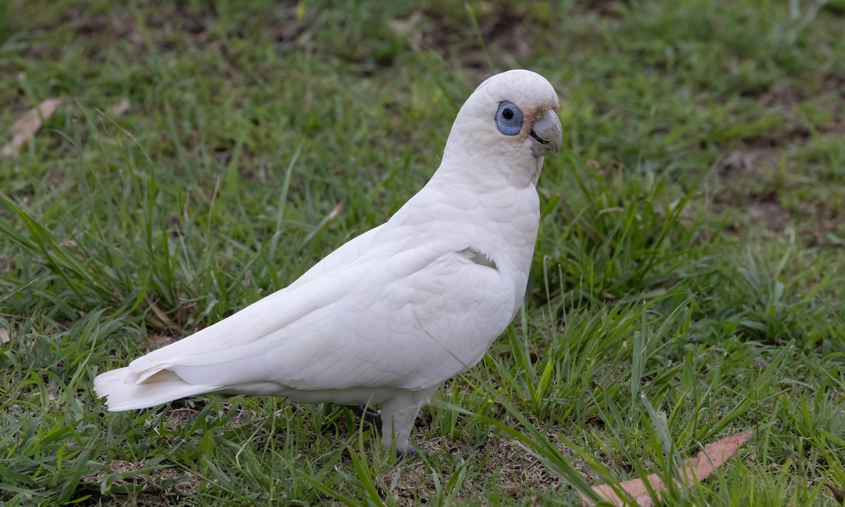 Cacatúa Sanguínea - ML614627718