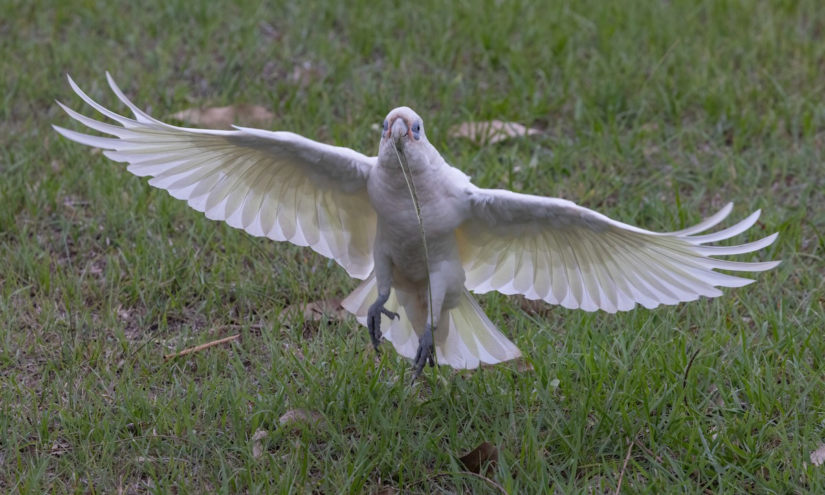 Cacatúa Sanguínea - ML614627720