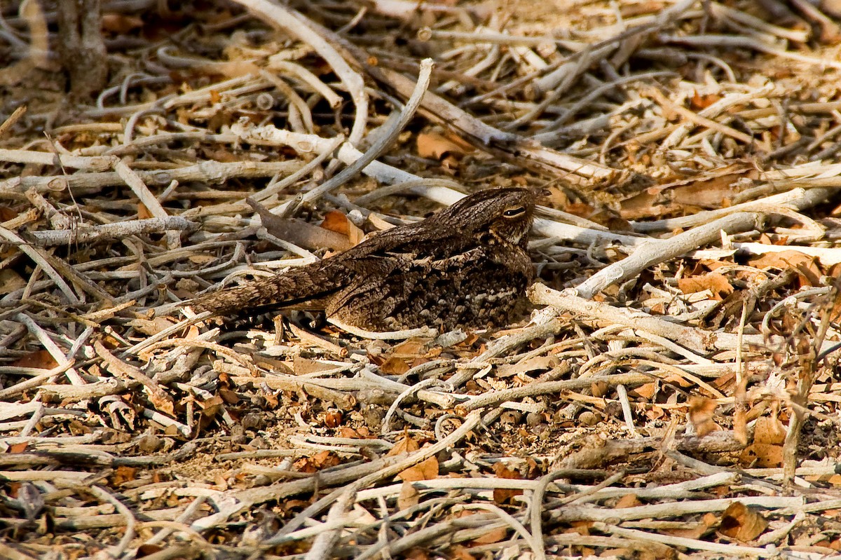 Madagascar Nightjar - ML614627725