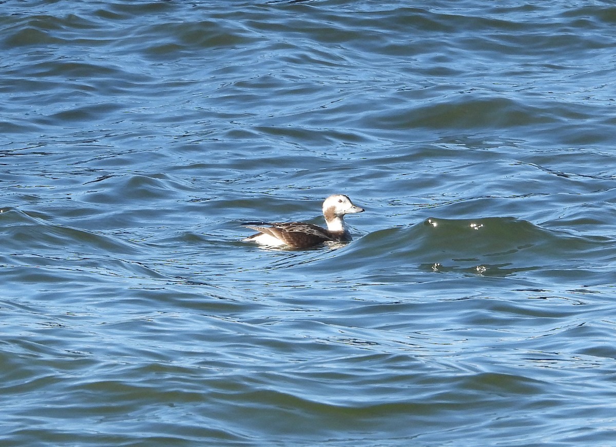 Long-tailed Duck - ML614627731