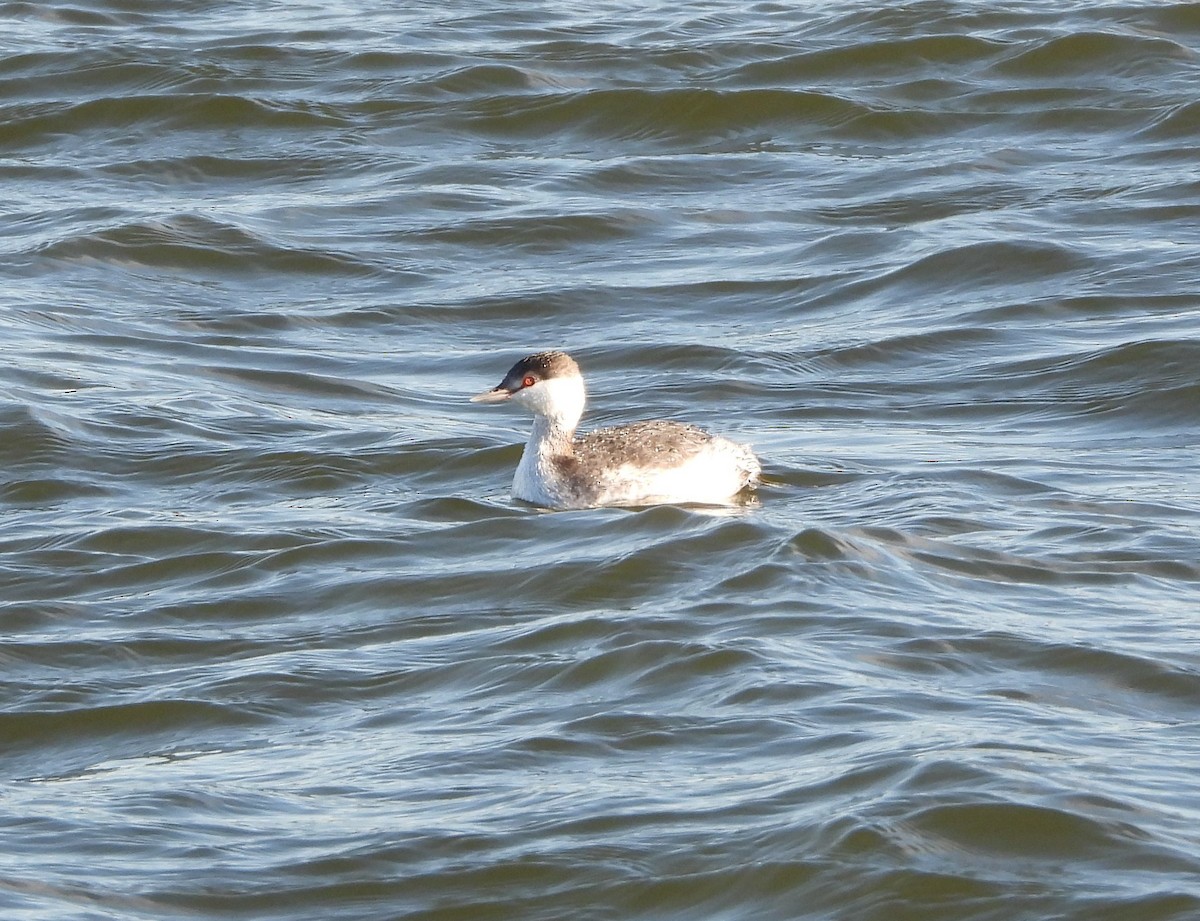 Horned Grebe - ML614627738