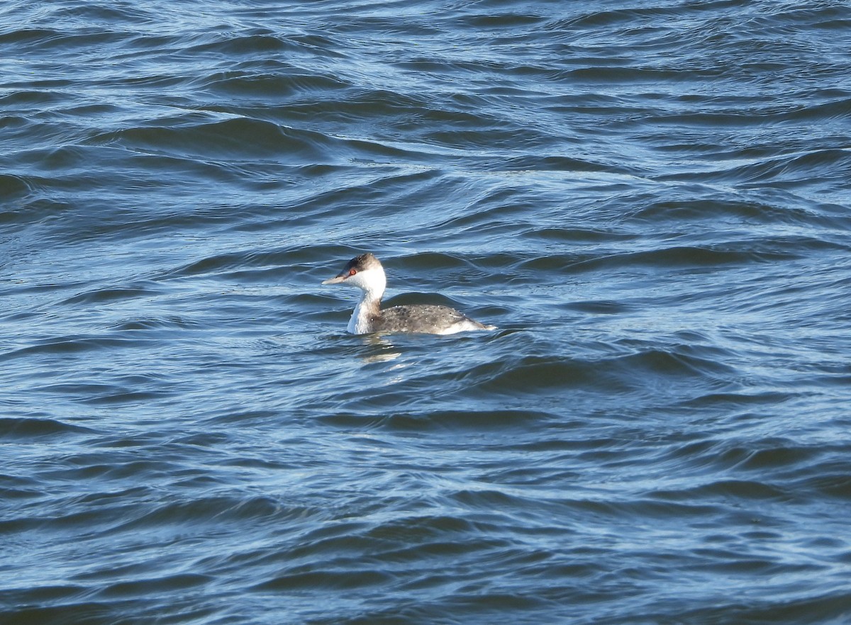 Horned Grebe - ML614627742