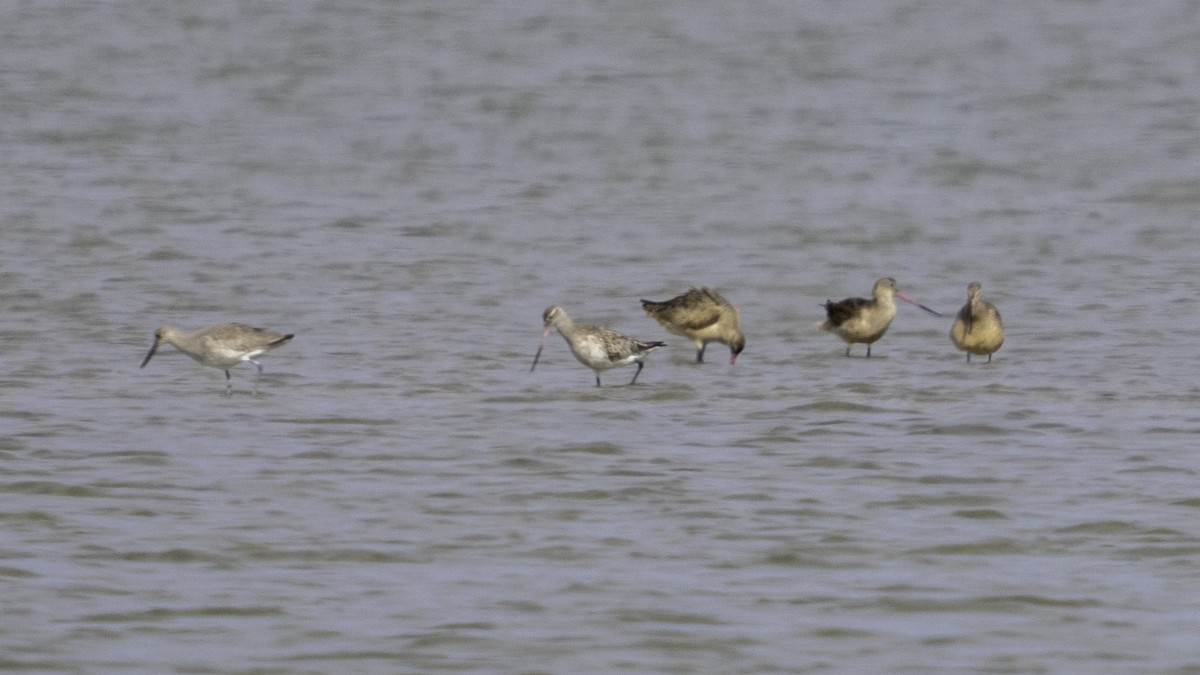 Bar-tailed Godwit - ML614627812