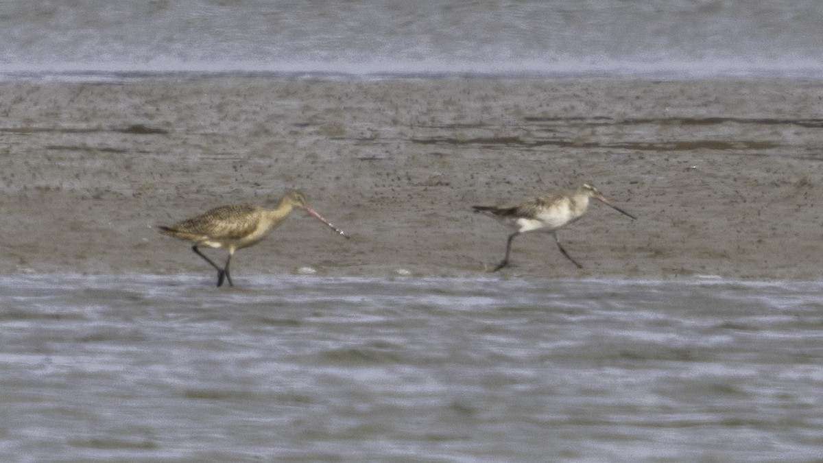 Bar-tailed Godwit - ML614627819
