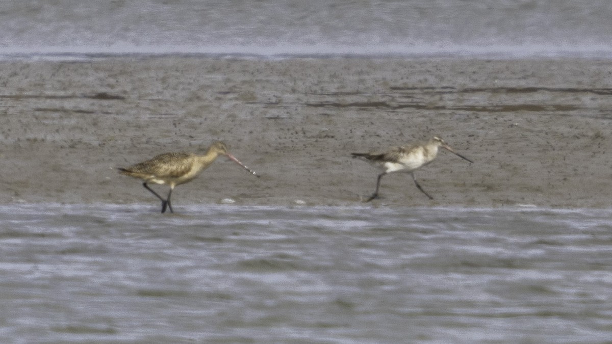 Bar-tailed Godwit - Rafee Memon