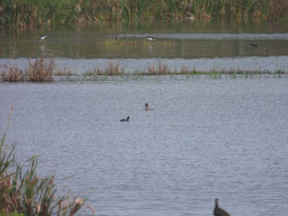 Lesser Scaup - ML614627846