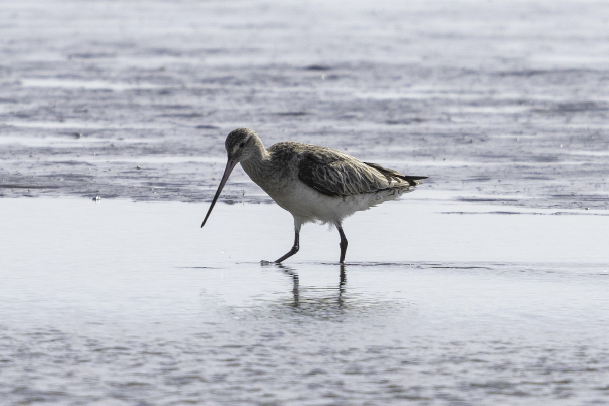 Bar-tailed Godwit - ML614627852