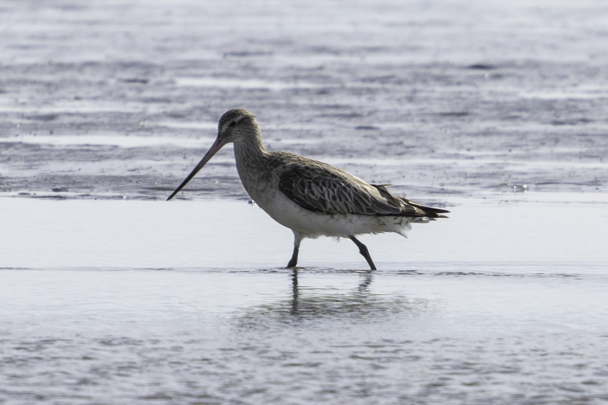 Bar-tailed Godwit - ML614627855