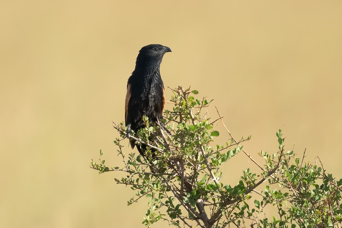 Black Coucal - ML614627879