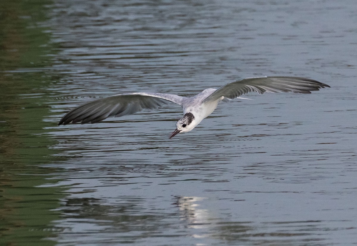 Whiskered Tern - ML614627888